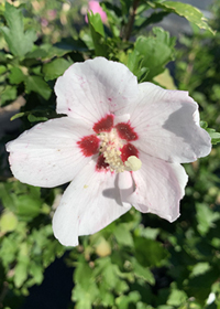 Hibiscus syriacus 'Red Heart'